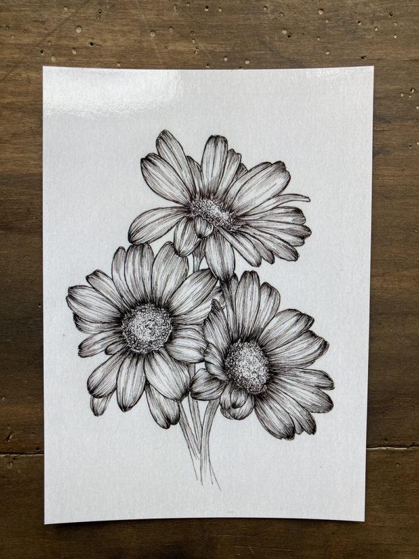 Carte Postale - Leucanthemum Zulgare - Image 2