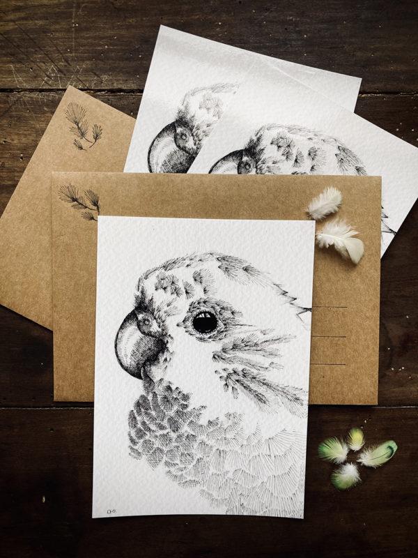 Carte Postale - Melopsittacus Undulatus