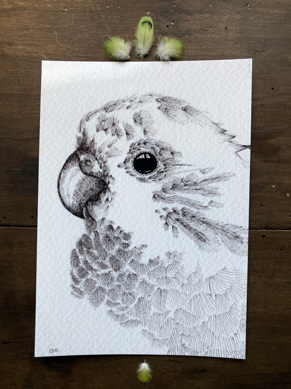 Carte Postale - Melopsittacus Undulatus - Image 2