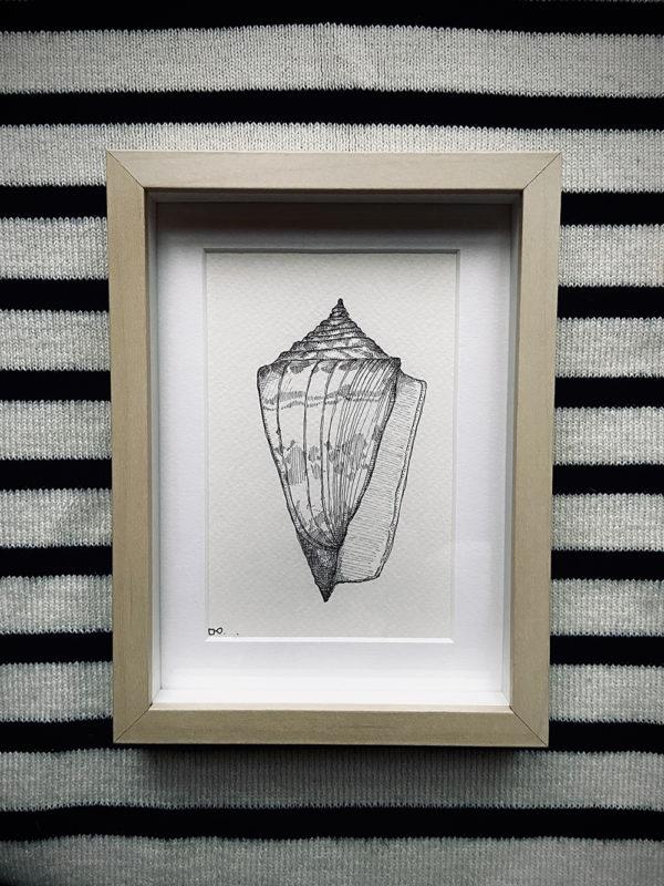 Conus Amadis