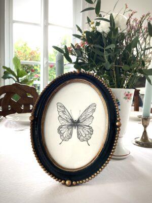 Lepidoptera - cadre papillon